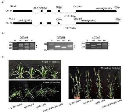 Assessing the Role of Carotenoid Cleavage Dioxygenase 4 Homoeologs in Carotenoid Accumulation and Plant Growth in Tetraploid Wheat